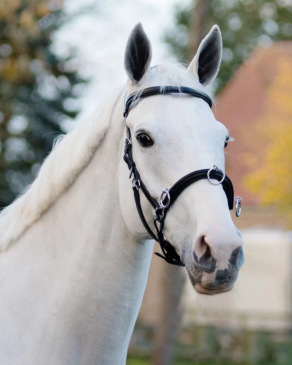 KAPTOOM LEDER EXTRA GROOT van QHP in Zwart – productfoto