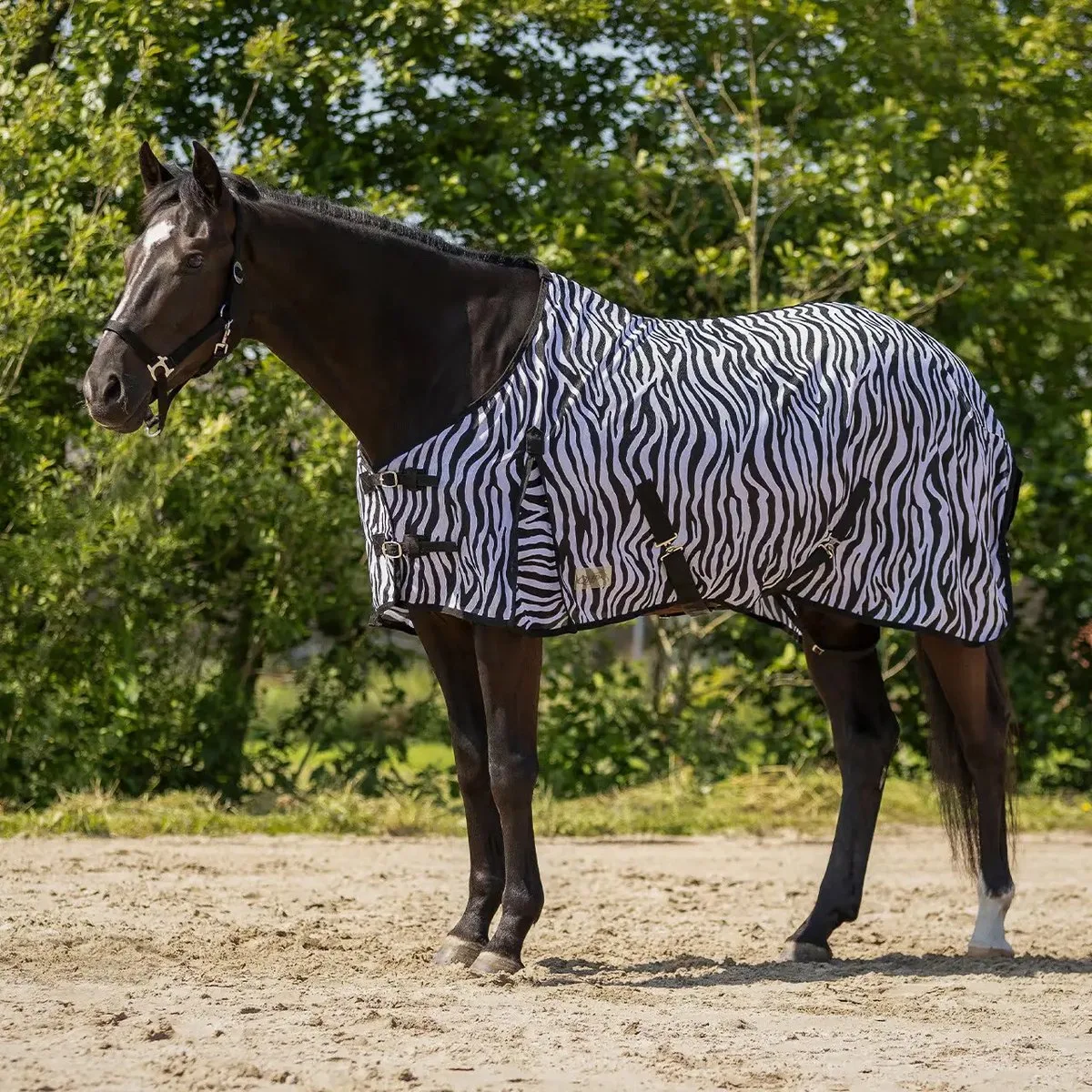 Paardenvliegendeken QHP de QHP – photo produit