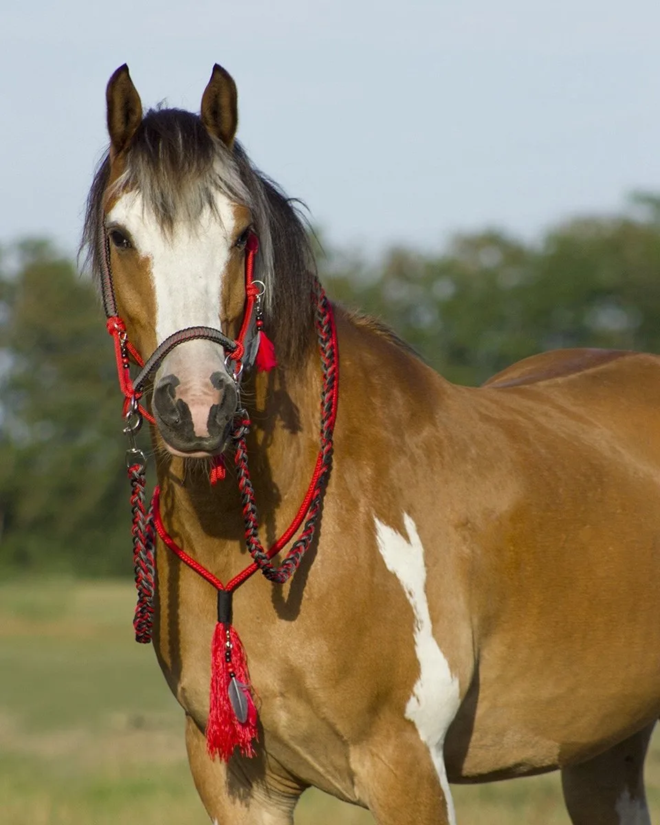 Touwhalster Combi Liberty - shetlander de QHP en Rouge – photo produit