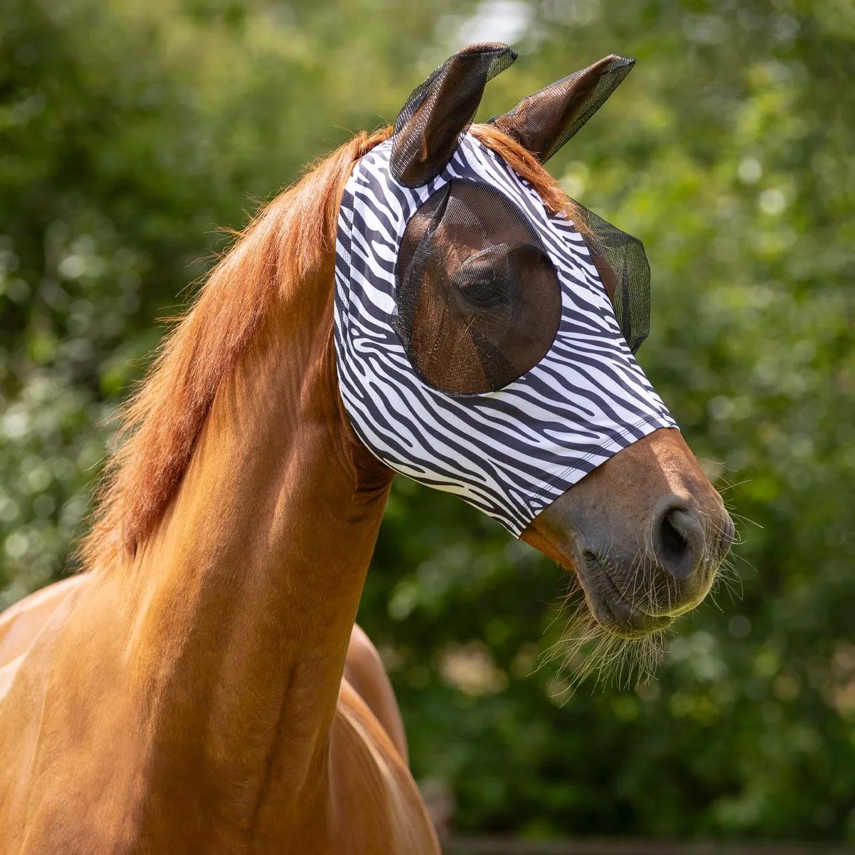 Vliegenkap Super bug - Zebra - Pony van QHP – productfoto