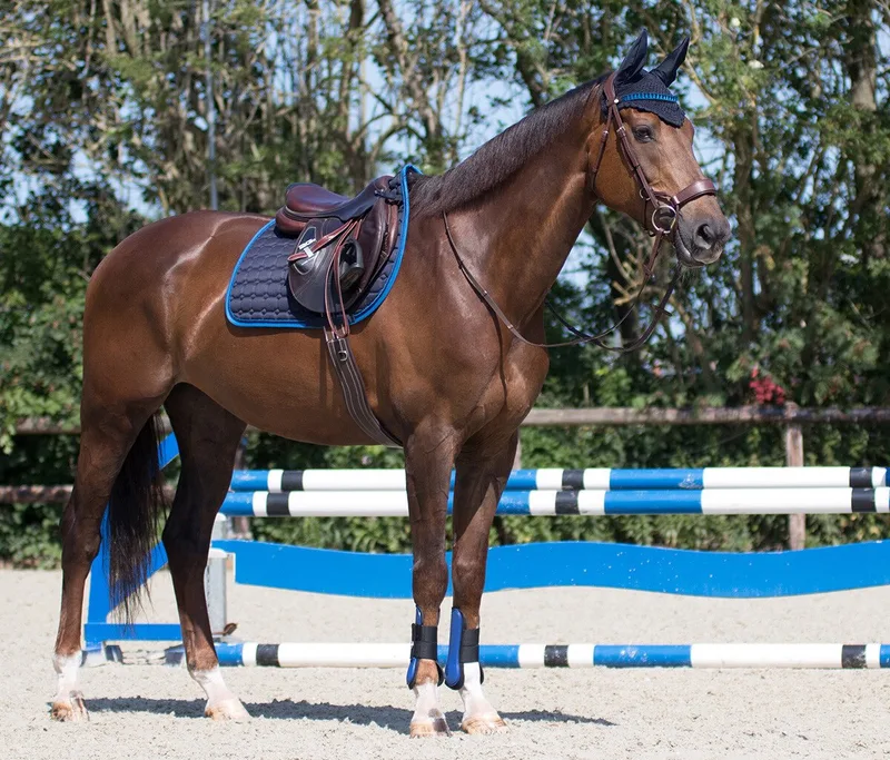Zadeldek Qhp Florence by QHP in Dark blue – product photo