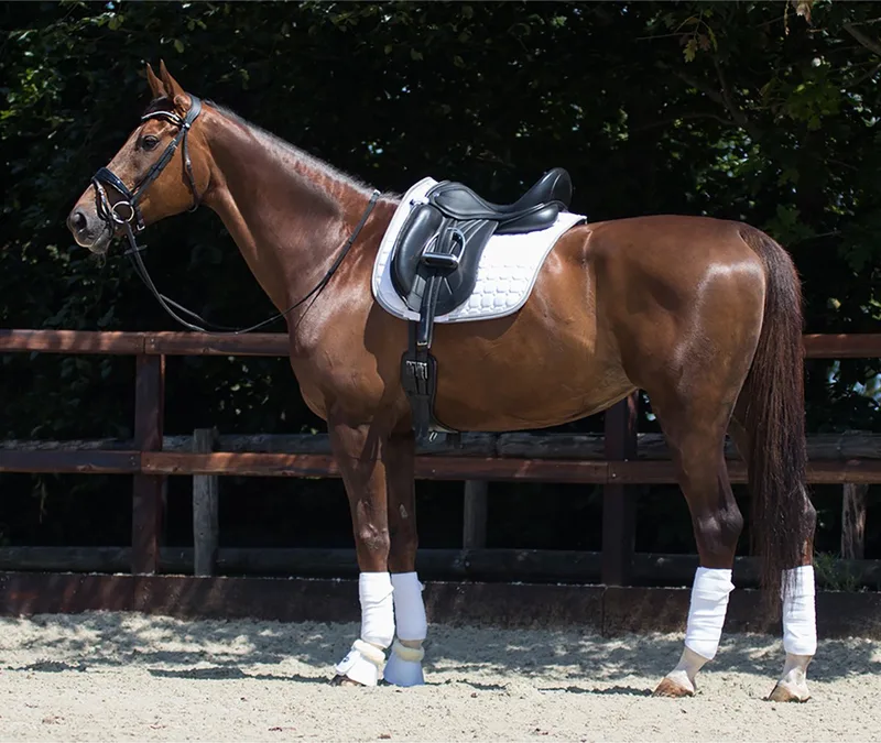 Zadeldek Qhp Florence de QHP en Blanc – photo produit