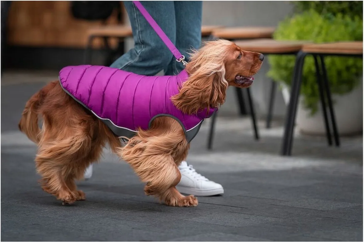 Hondenjas Red Dingo Puffer Roze/Paars 30 cm von Red Dingo in Rosa – Produktfoto