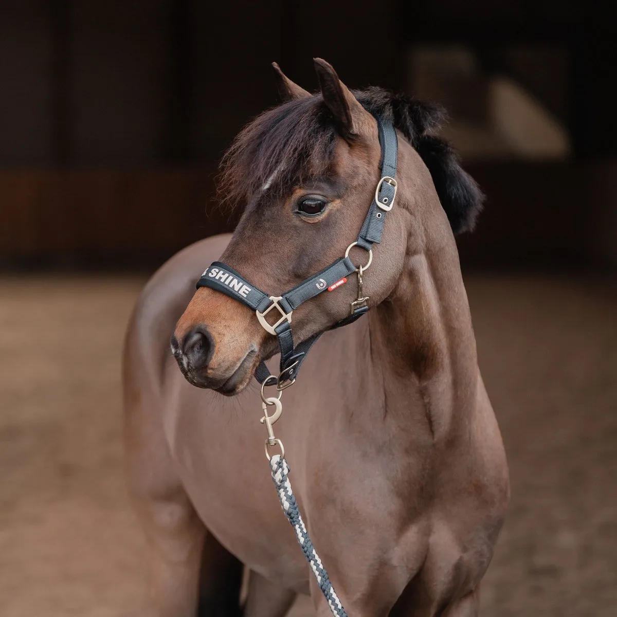 Halsterset Kyo - FULL van Red Horse in Ink blue – productfoto