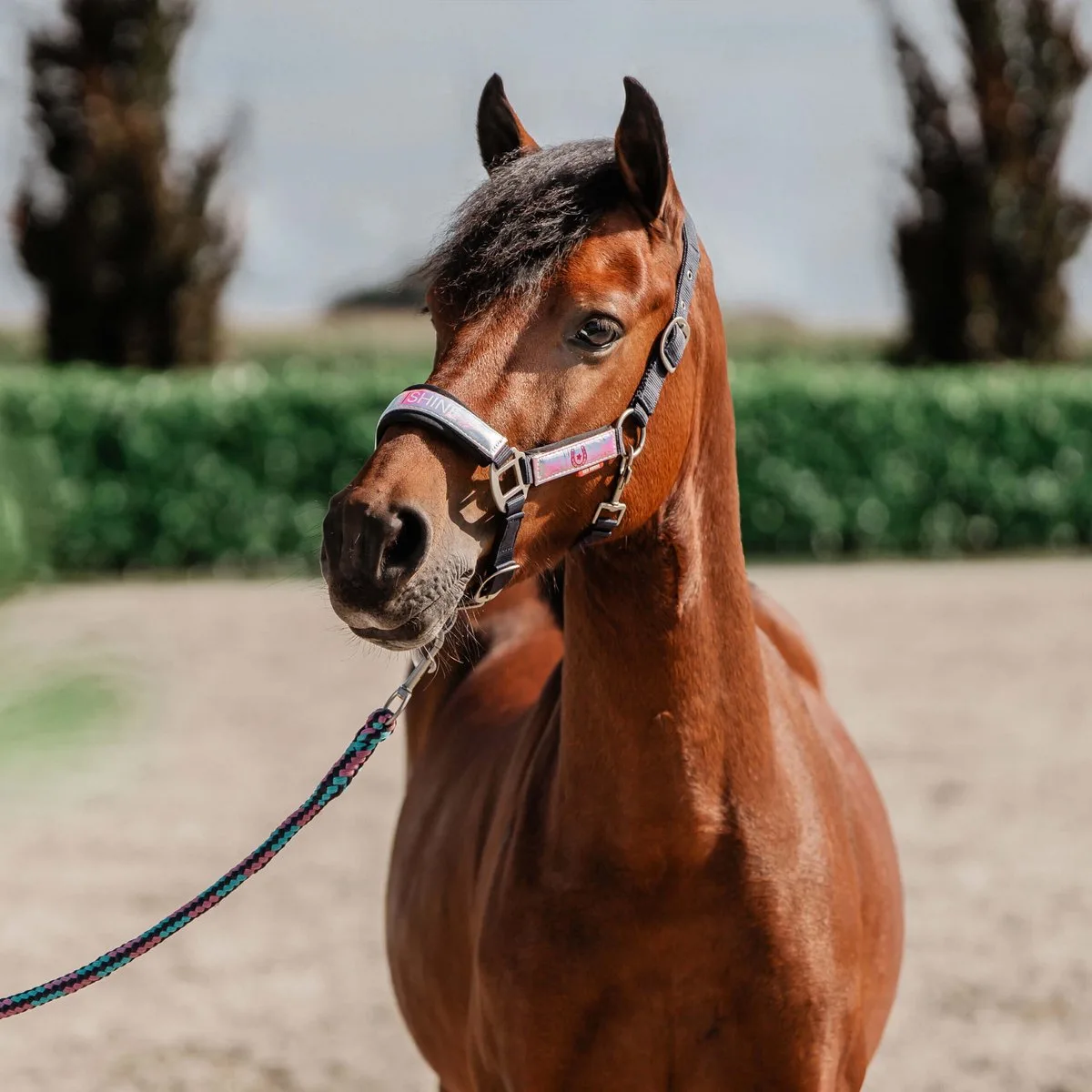 Halsterset Red Horse Akira - Pony by Red Horse in Holografisch – product photo