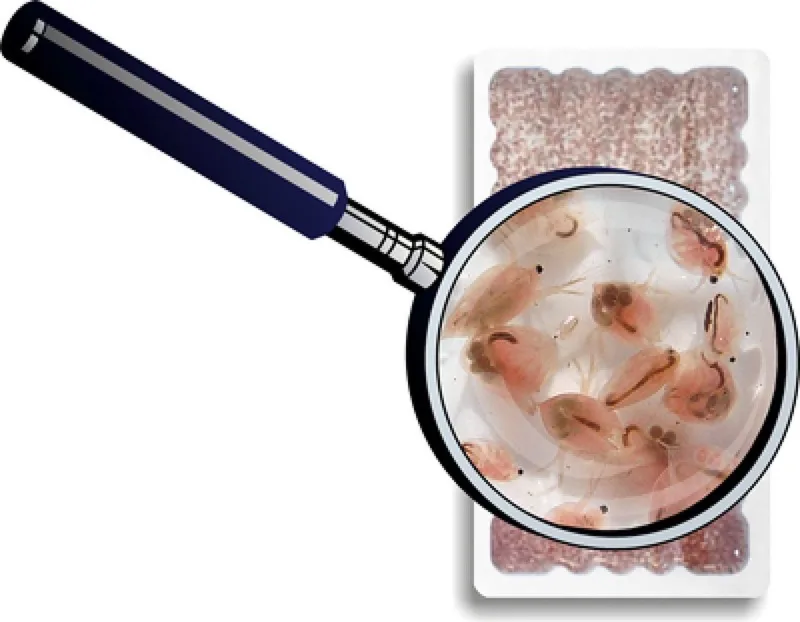 180ml levende Daphnia / Watervlooien - visvoer - aquarium by Repto – product photo