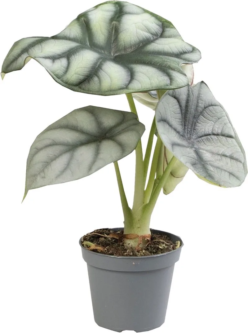 Alocasia Silver Dragon - Terrariumplant by Repto in Color – product photo