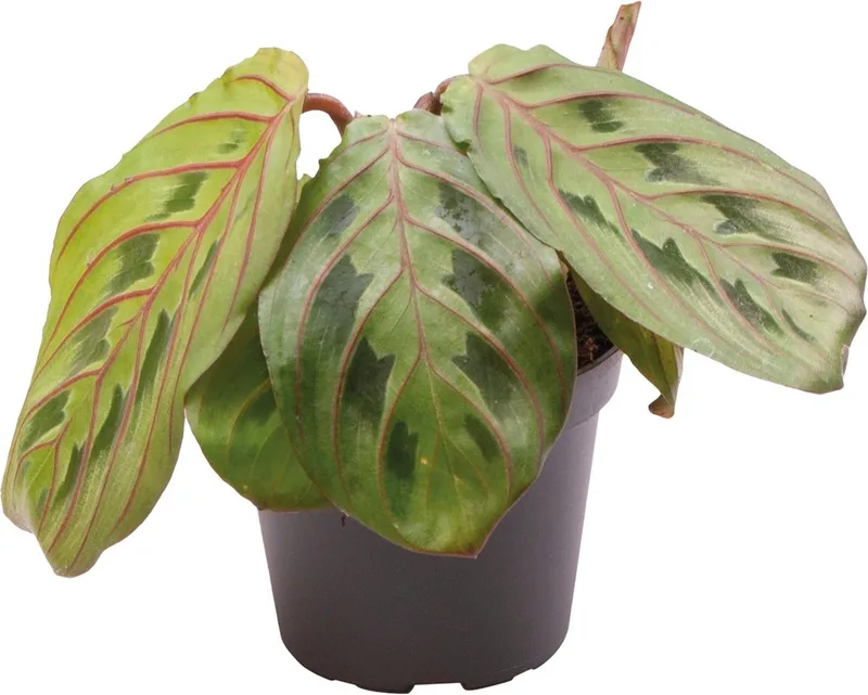 Calathea Leuconeura Red Stripe - Terrariumplant by Repto in Color – product photo
