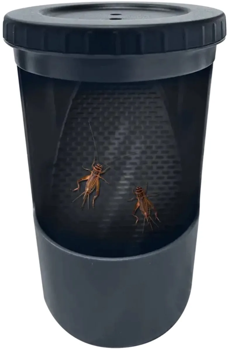 Deco Insect Buffet de Repto en Color – photo produit