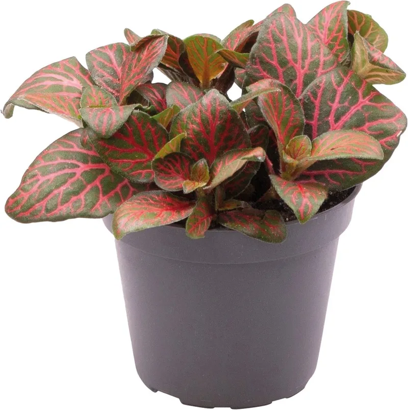 Fittonia Joly Josan - Terrariumplant de Repto en Color – photo produit