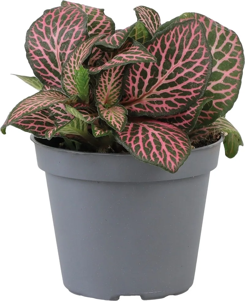 Fittonia Pink Specik - Terrariumplant by Repto in Color – product photo