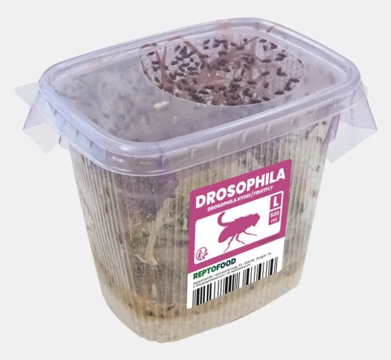 Fruitvliegen groot by Repto – product photo