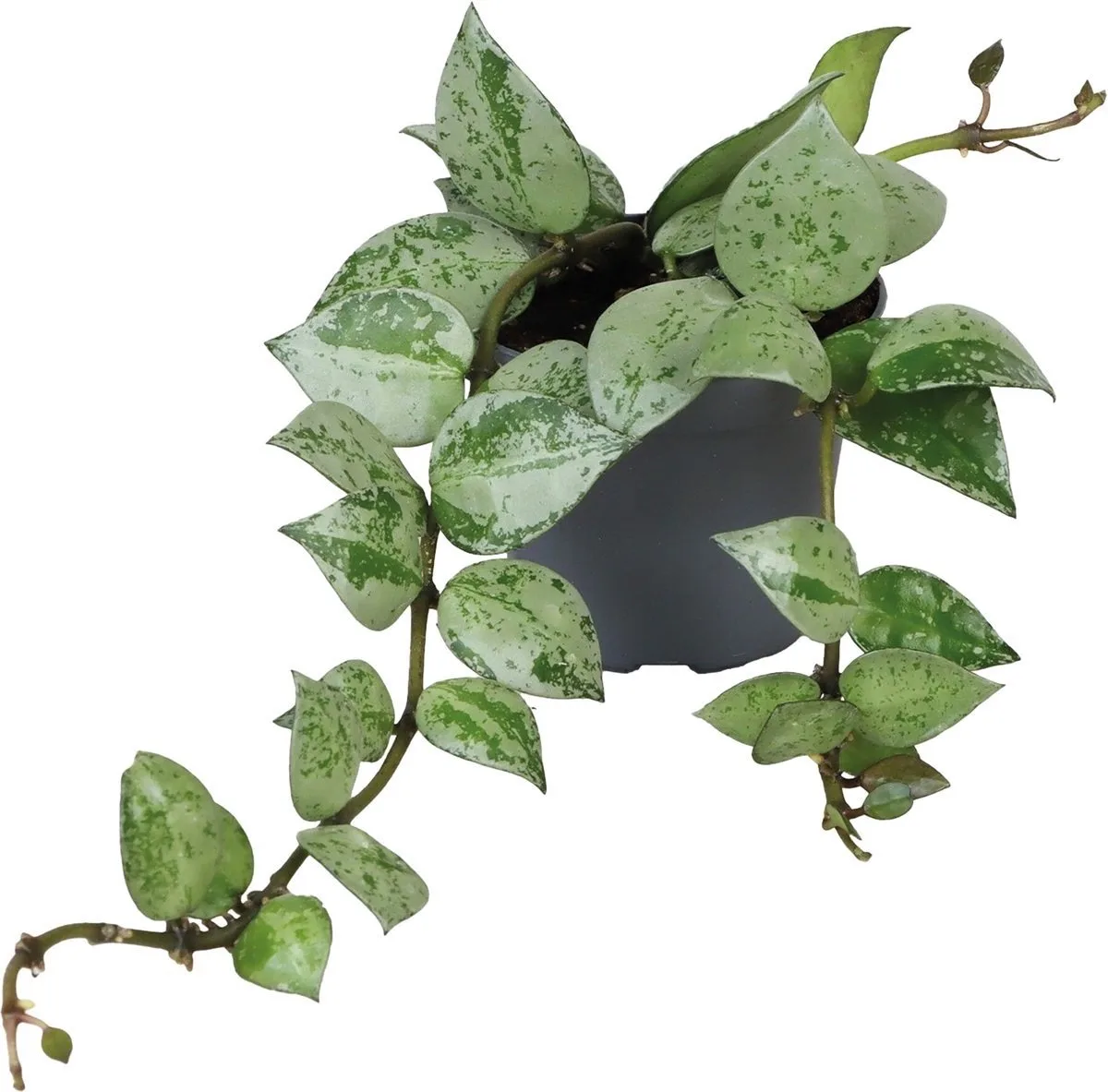 Hoya Krohiana Eskimo - Terrariumplant van Repto in Color – productfoto