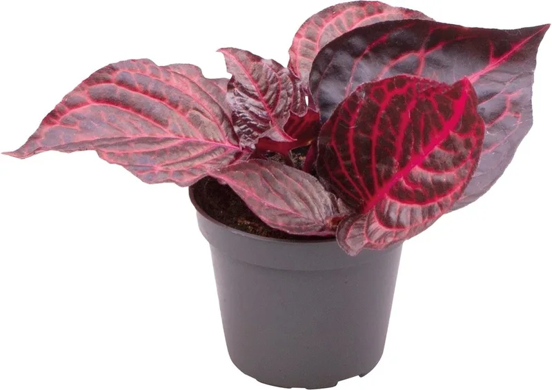 Iresine Herbstii Bloodleaf - Terrariumplant de Repto en Color – photo produit