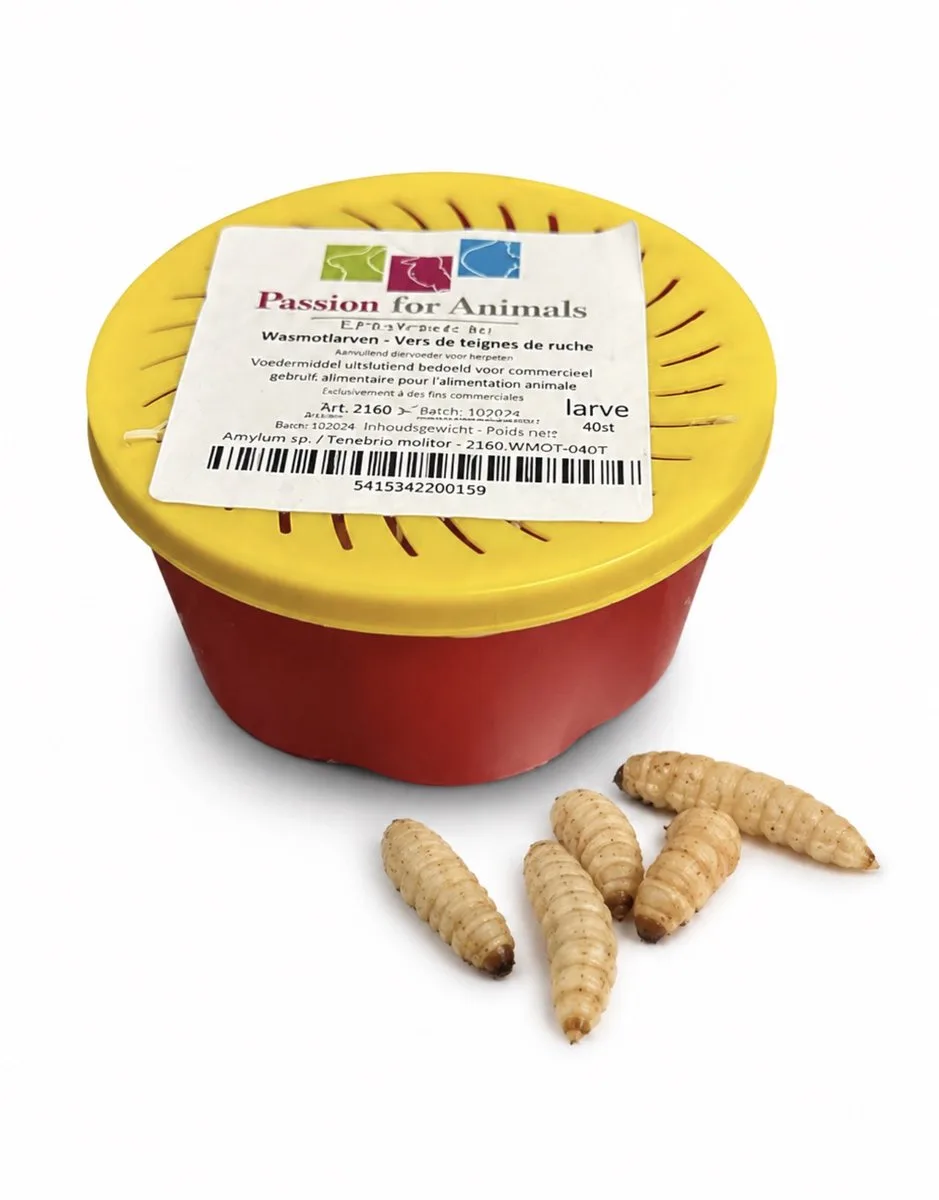 Levende Wasmotten Bakje de Repto – photo produit