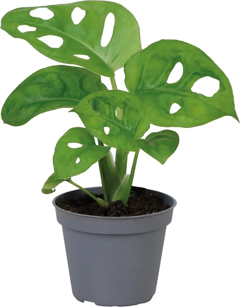 Monstera Obliqua - Terrariumplant de Repto en Color – photo produit
