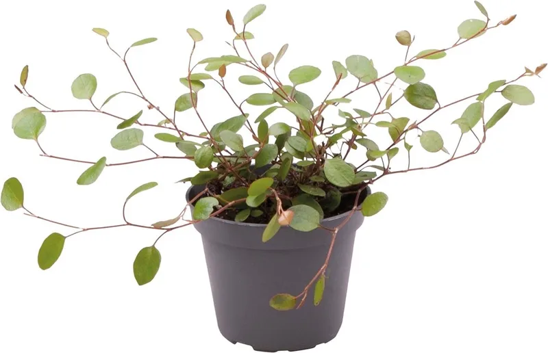 Muehlenbeckia Complexa - Terrariumplant de Repto en Color – photo produit