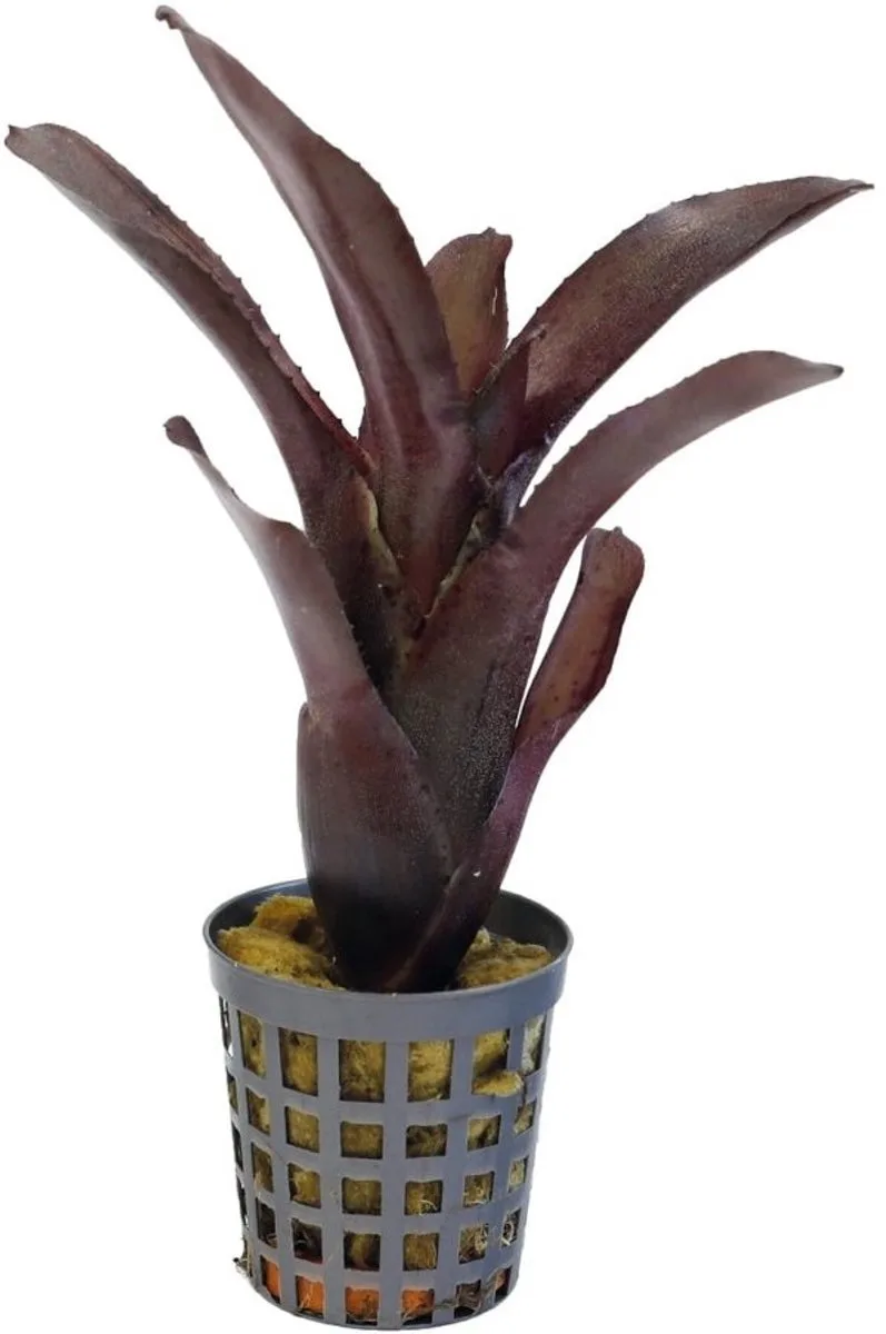 Neoregelia Amazon - Terrariumplant de Repto en Color – photo produit
