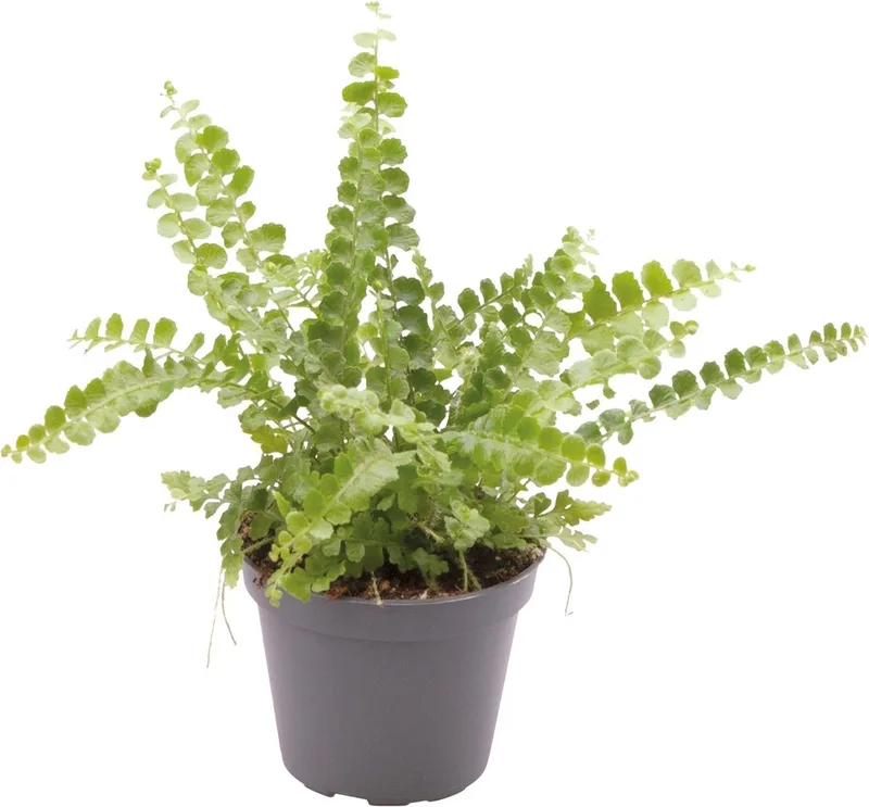 Nephrolepis Exaltata Duffy - Terrariumplant by Repto in Color – product photo