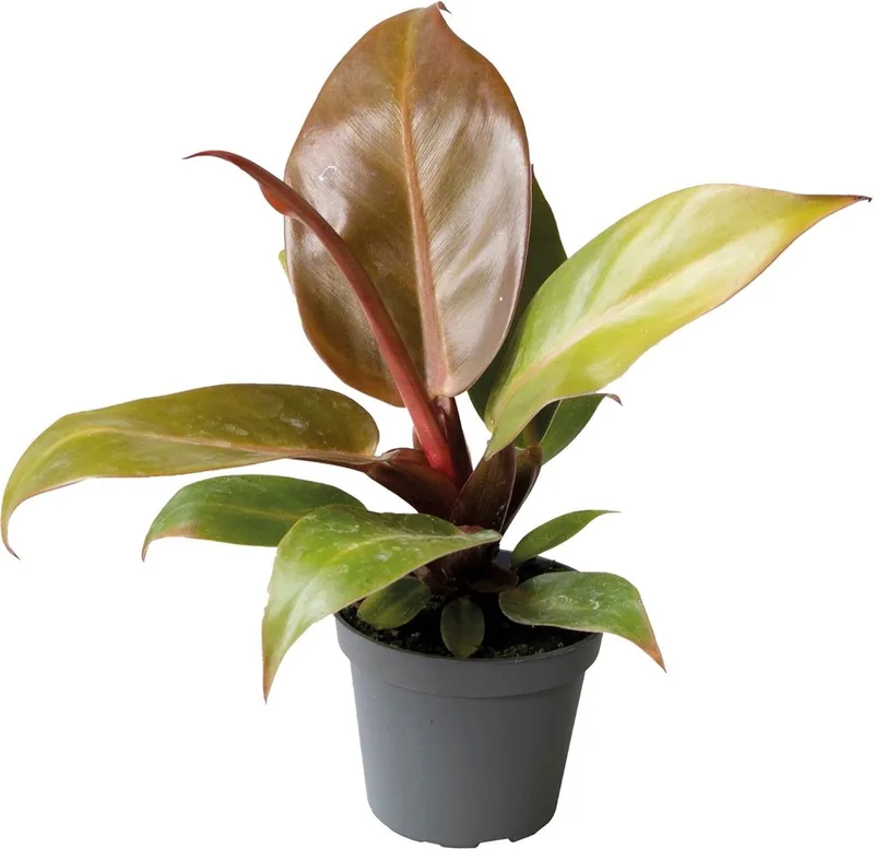 Philodendron Cherry Red - Terrariumplant by Repto in Color – product photo
