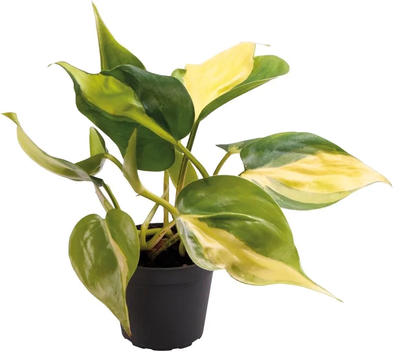 Philodendron Scandens Brazil - Terrariumplant by Repto in Color – product photo