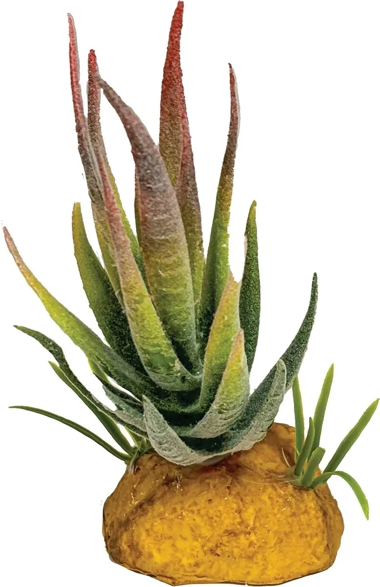 Plant Aloe Red Tip | compacte aloë terrariumkunstplant ca. 11 cm voor reptielen en amfibieën de Repto en Rouge – photo produit