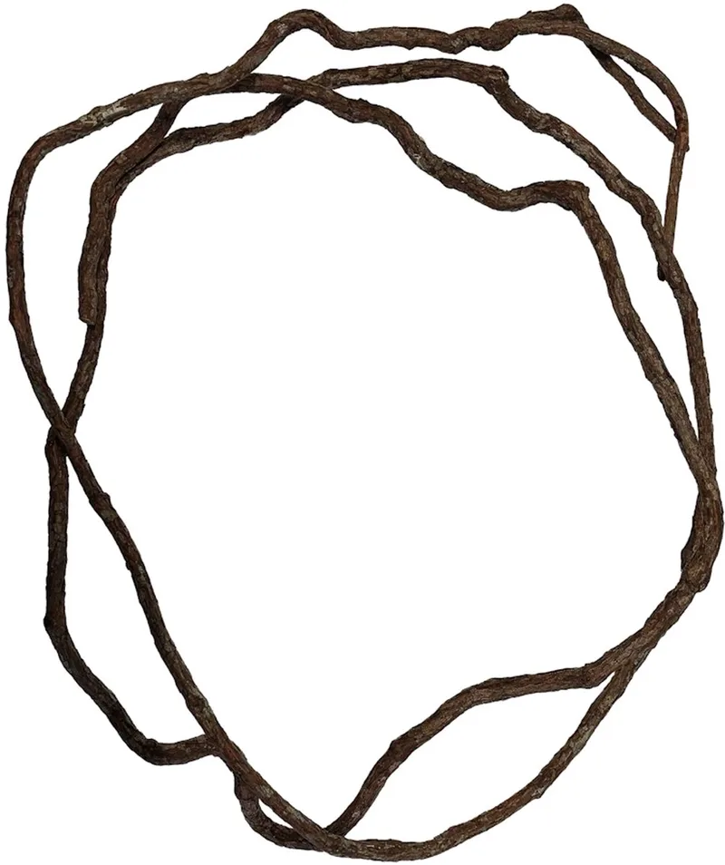 Terrarium liaan 300 cm | natuurlijke klimplant voor tropisch terrarium by Repto in Brown – product photo
