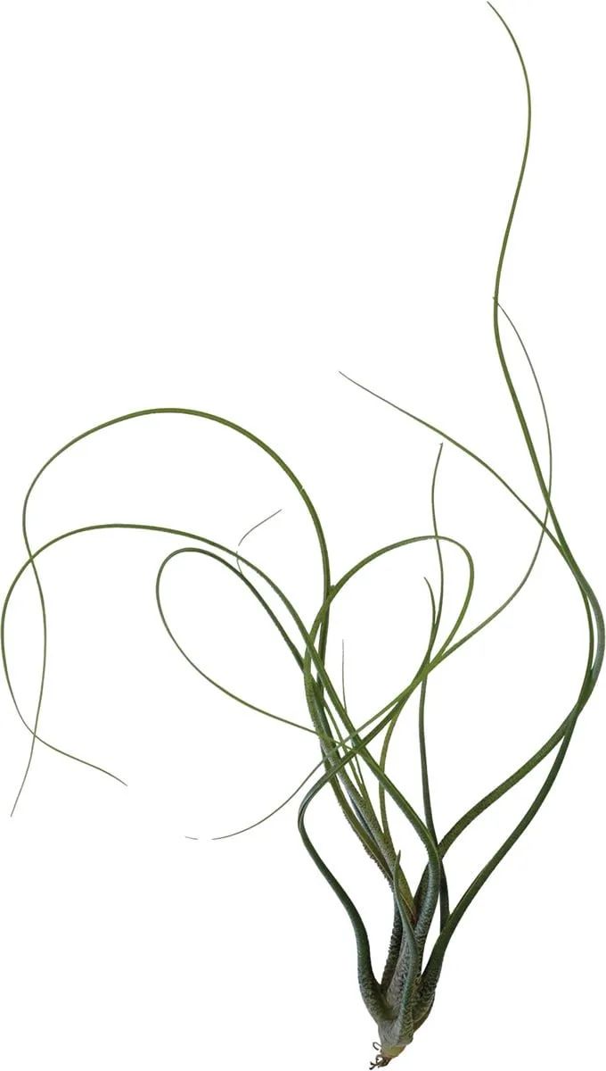 Tillandsia Butzii- Terrariumplant de Repto en Color – photo produit