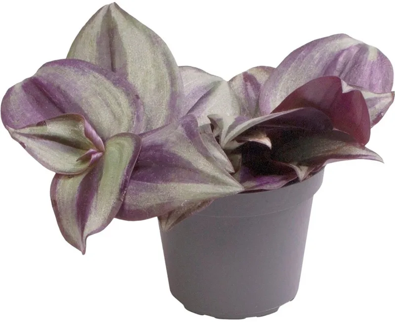 Tradescantia Zebra - Terrariumplant fra Repto i Color – produktbillede