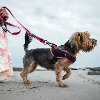 Harnais Pour Chien Airtech Sjst87 K von Rogz – Produktfoto 3 von 4