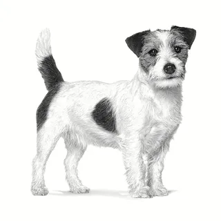 Anallergenic - 1.5 kg - Hondenvoer - Small Dogs by Royal Canin – product photo 3 of 4