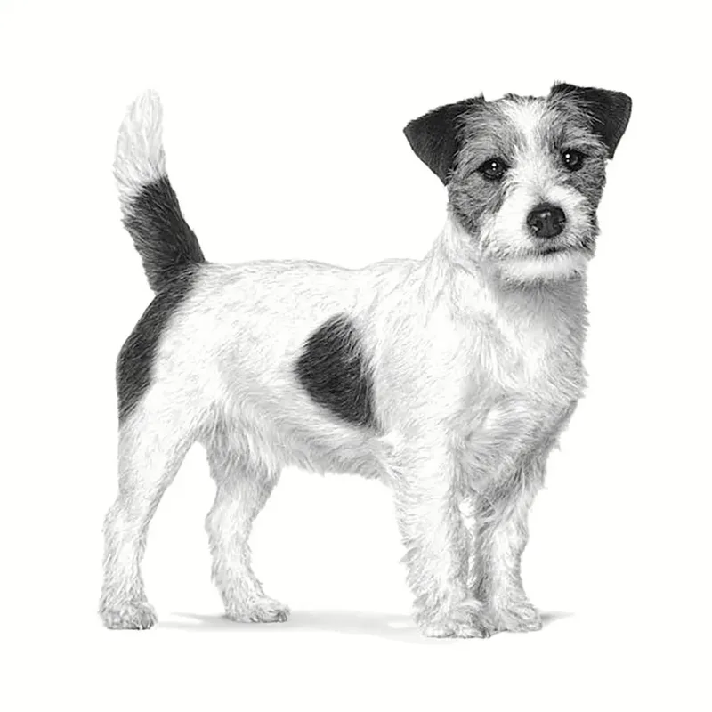 Anallergenic - 1.5 kg - Hondenvoer - Small Dogs by Royal Canin – product photo 3 of 4
