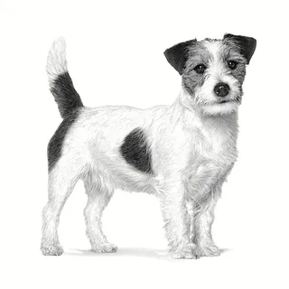 Anallergenic - 3 kg Small Dogs - Hondenvoer by Royal Canin – product photo 2 of 3