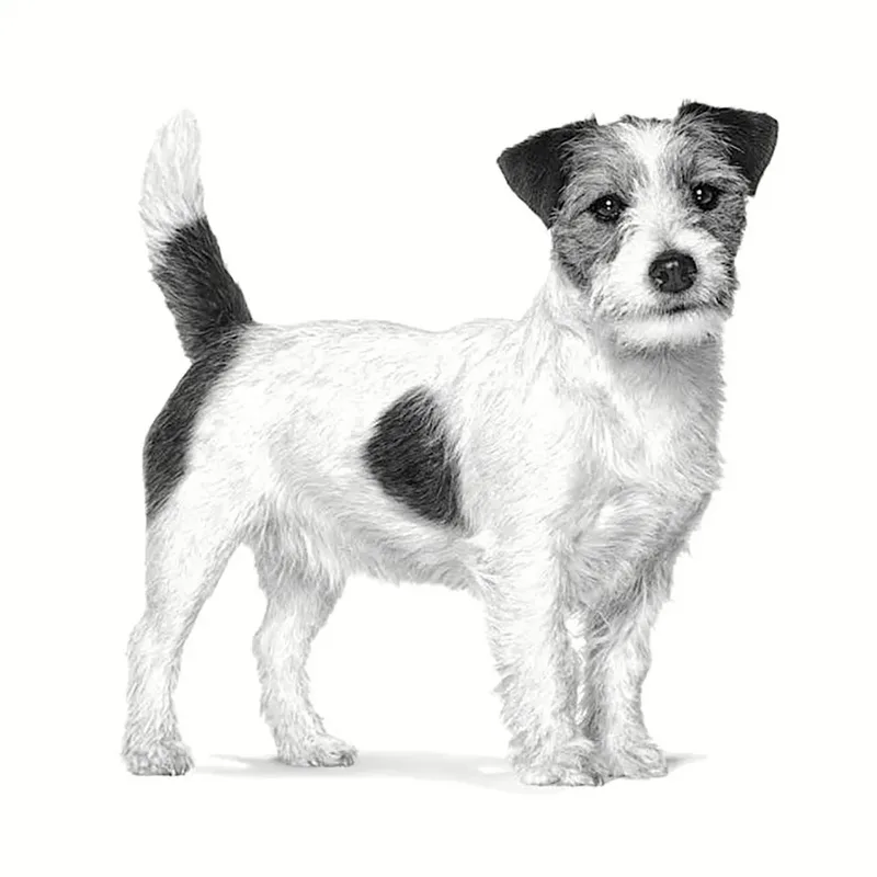 Anallergenic - 3 kg Small Dogs - Hondenvoer by Royal Canin – product photo 2 of 3