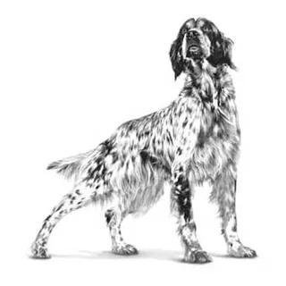 Cardiac - Hondenvoer - 2 kg by Royal Canin – product photo 2 of 6