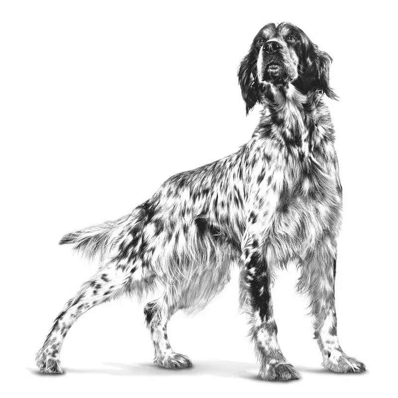 Gastro-intestinale Hondenvoeding 12x200g von Royal Canin – Produktfoto 3 von 6