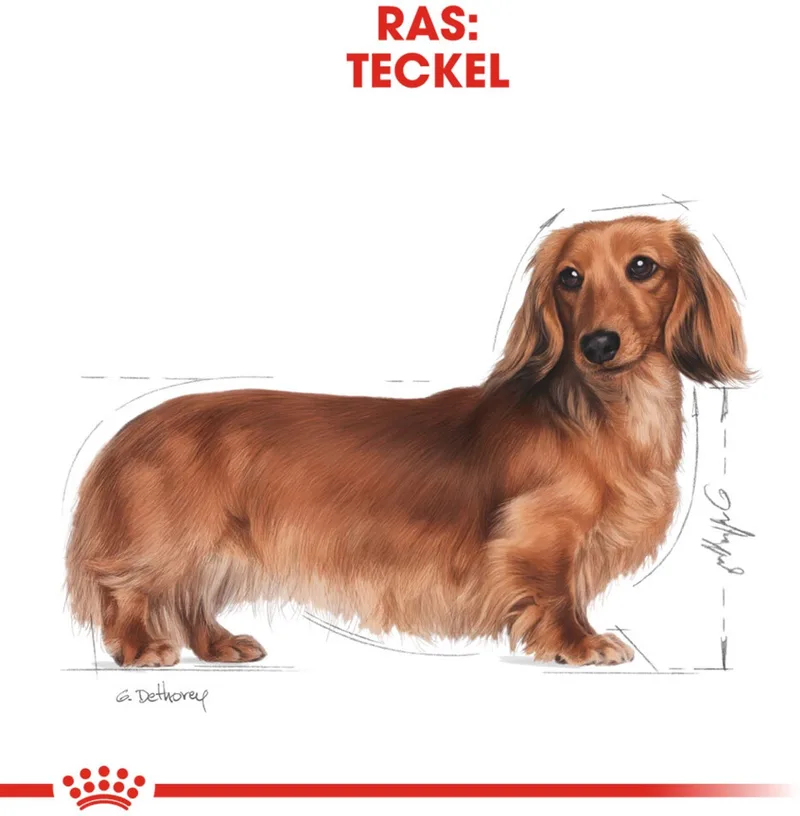 Hondenvoer Droog Dachshund Adult - 500 gr von Royal Canin – Produktfoto