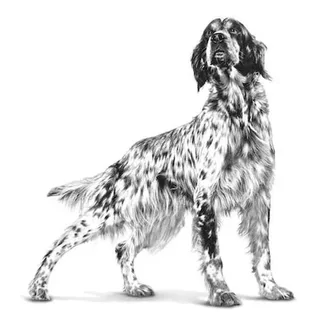 Hondenvoer Nat Hypoallergenic - 12 x 400 gr by Royal Canin – product photo 3 of 3