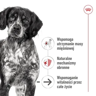 Nourriture Humide Pour Chiens D´âge Moyen de Royal Canin – photo produit 2 sur 5