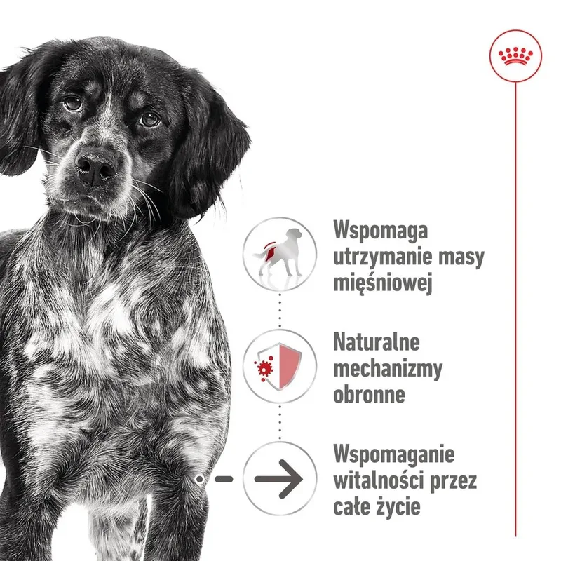 Nourriture Humide Pour Chiens D´âge Moyen de Royal Canin – photo produit 2 sur 5