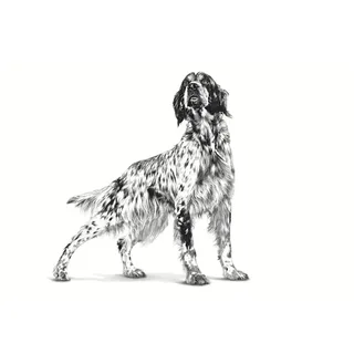 Vhn Gastrointestinal Nassfutter Für Hunde Pastete Mit Hohem Fasergehalt 200 G von Royal Canin – Produktfoto 3 von 3