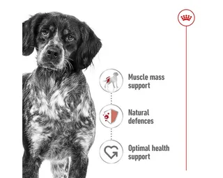 Volwassen Medium Hondenvoer 4 Kg by Royal Canin – product photo 3 of 4