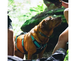Harnais Pour Chien Flagline™ de Ruffwear en Basalt Gray – photo produit 5 sur 5