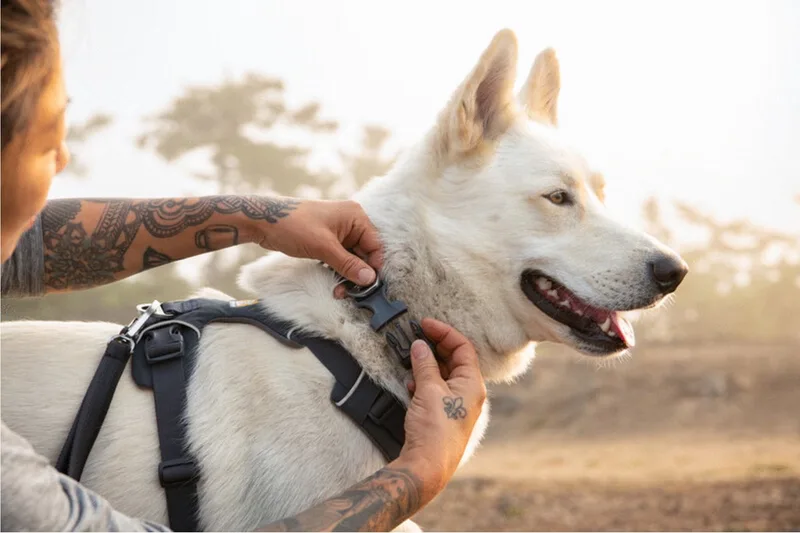 Front Range Collar - Hondenhalsband - Donkergrijs 51-66 Cm de Ruffwear en Noir, Marron, Bleu, Violet, Vert, Rouge, Orange – photo produit