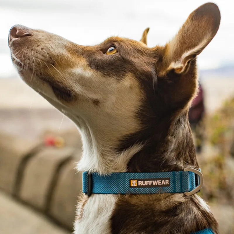 Hi & Light Collar - Lichen Green - 28-36 cm de Ruffwear en Noir, Jaune, Bleu, Vert – photo produit