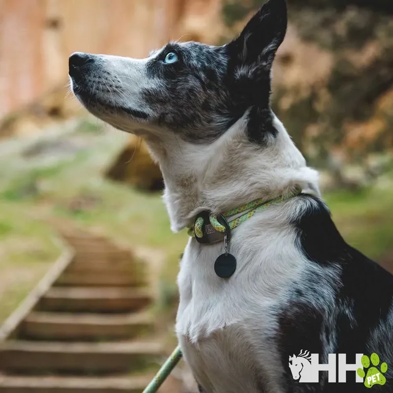 Knot-a-collar Hondenhalsband från Ruffwear – produktbild 3 av 3