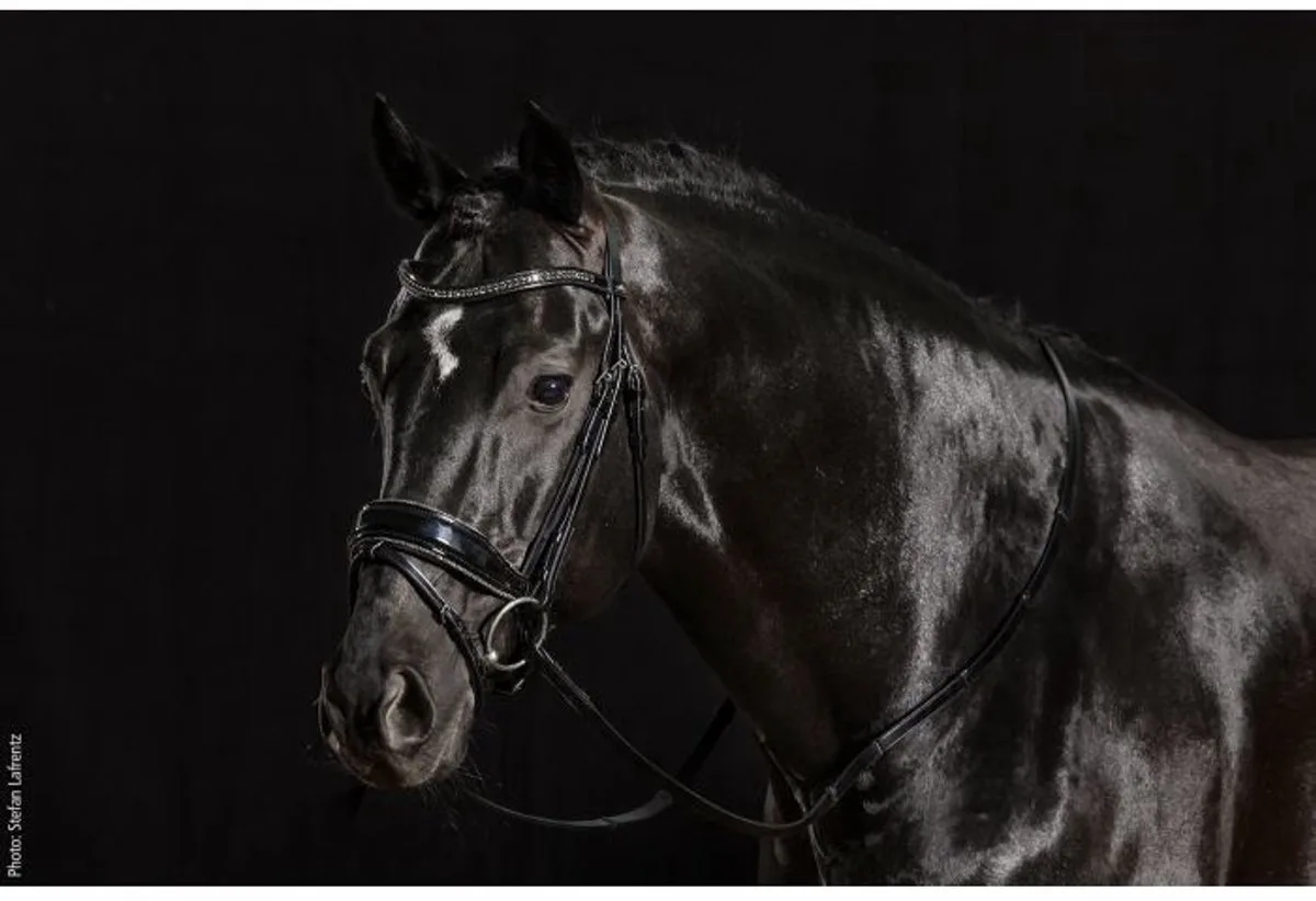 Stanford Glam Cob von Schockemöhle in Zwart Lak – Produktfoto