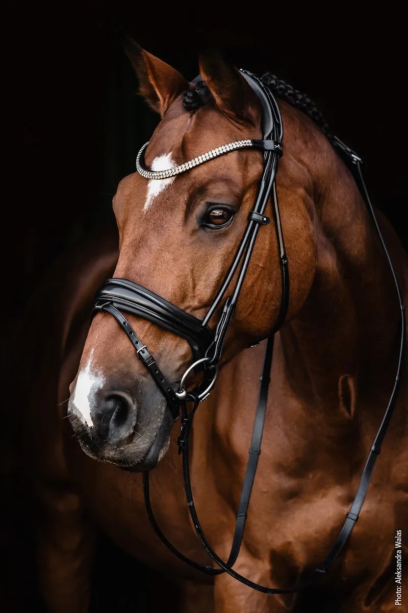 X Isabell Werth Hoofdstel Satchmo-Black-Cob de Schockemöhle – photo produit