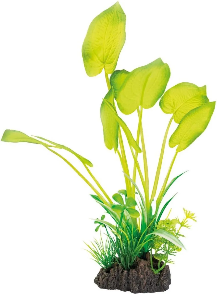 Art Plant 25CM Echinodorus van SuperFish in Color – productfoto