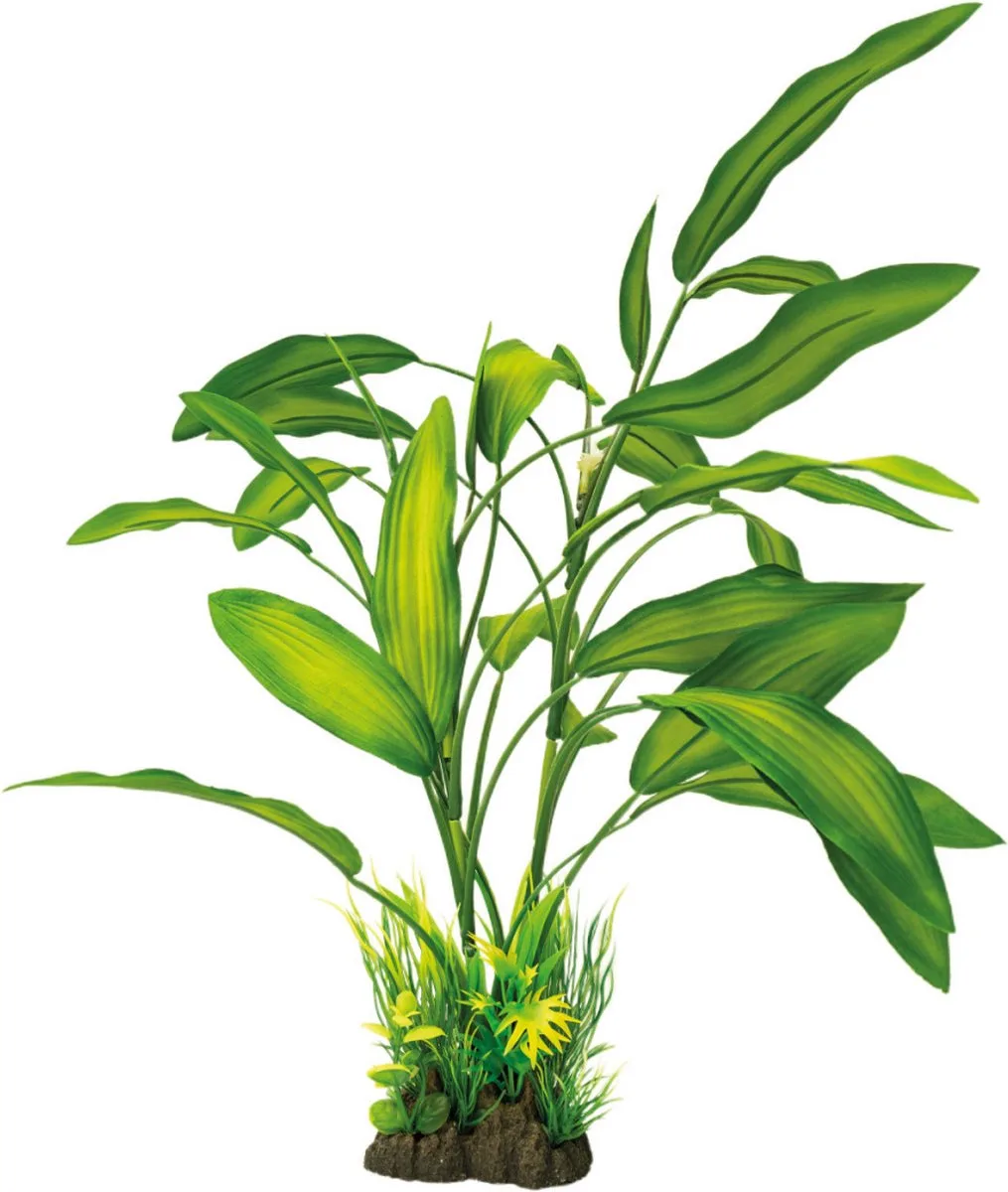Art Plant Cryotocoryne 40cm van SuperFish in Color – productfoto